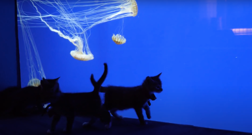 Three kittens walk in front of a bright blue screen displaying jellyfish swimming gracefully.