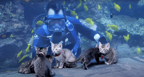 A diver in a blue wetsuit interacts with playful kittens in front of a colorful underwater scene.