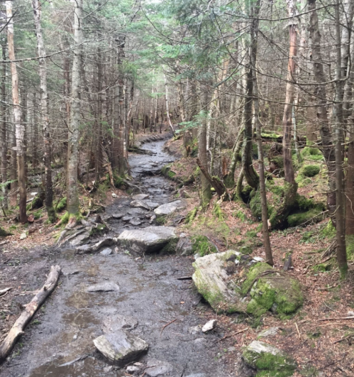 A rocky, muddy trail winding through a dense forest of tall trees and moss-covered rocks.