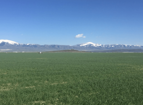 Vast green field with snow-capped mountains under a clear blue sky in the background.