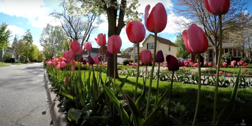A vibrant garden filled with pink and purple tulips, with trees and a house in the background under a clear blue sky.