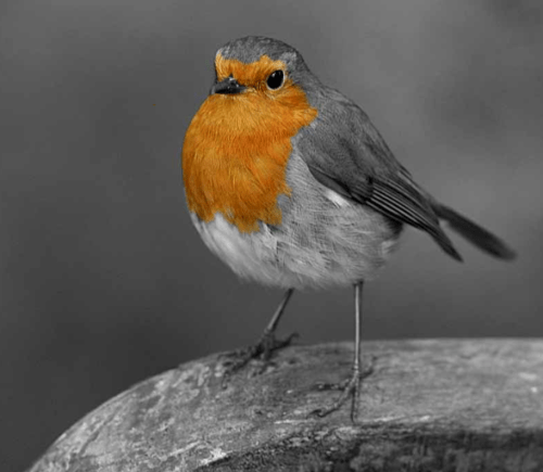 A small bird with a bright orange chest and gray wings, perched on a wooden surface, with a blurred background.