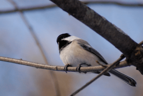 A small bird with a black cap and white underparts perched on a branch against a blurred blue background.