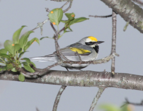 A small bird with a yellow crown and black throat perched on a branch, surrounded by green leaves.