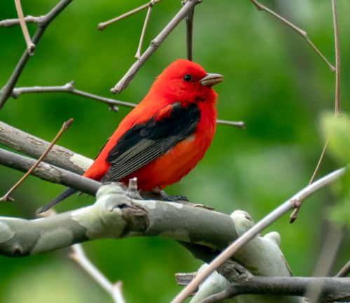 A vibrant red bird perched on a branch, surrounded by green foliage.