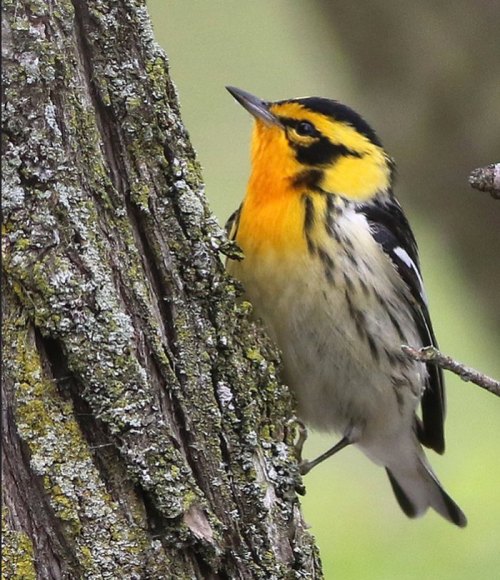 A close-up of a yellow and black bird perched on a textured tree trunk, looking upward.