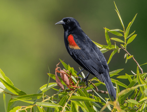 A black bird with a red and yellow patch on its wing perched on green leaves.