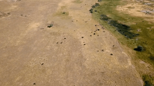 Aerial view of a dry landscape with scattered cattle and a green area along the edge.