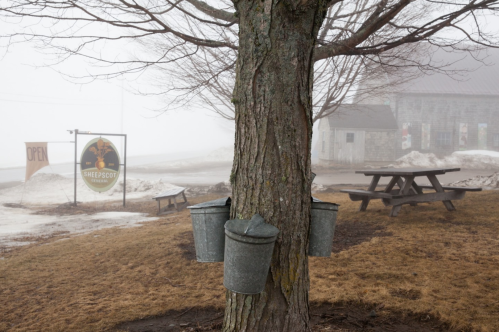 A tree with metal buckets attached, near a sign for Sheepscot General Store, in a foggy, early spring landscape.