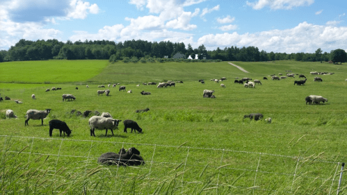 A lush green field with numerous sheep grazing under a blue sky with fluffy clouds.