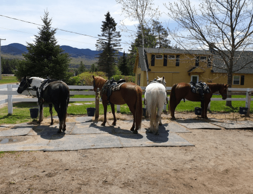 Four horses with saddles stand side by side in a paddock, with trees and mountains in the background.