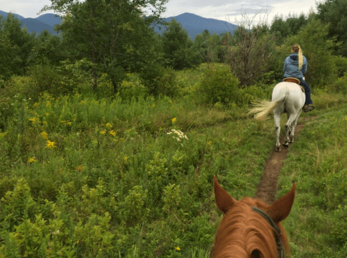 A person riding a white horse on a trail through lush greenery, with mountains in the background.