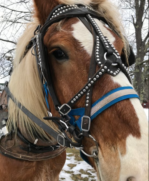 Close-up of a horse's head wearing a decorative bridle with silver studs and blue accents.