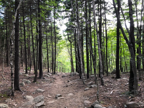 A winding dirt path through a dense forest of tall trees and scattered rocks, with fresh green leaves.