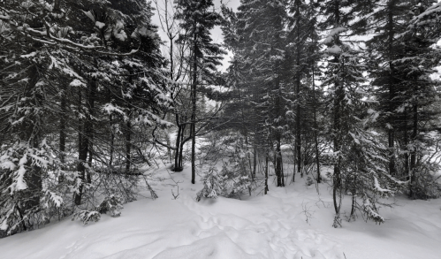 A snowy forest scene with tall evergreen trees and a blanket of snow covering the ground.