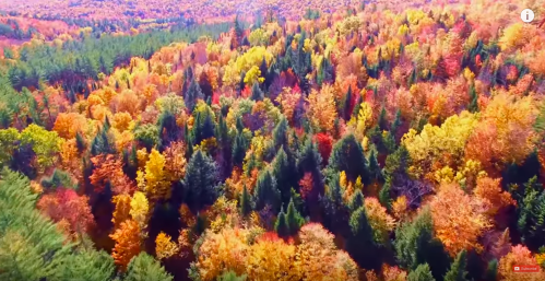 Aerial view of a vibrant autumn forest with trees in shades of orange, red, and yellow against a backdrop of green pines.