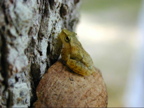 A small, golden-brown frog perched on a textured tree bark, blending into its natural surroundings.