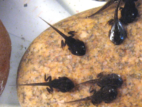 Several small black tadpoles with long tails on a smooth, light-colored rock in shallow water.