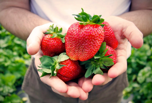 A person holds a handful of fresh, ripe strawberries in their hands, surrounded by green foliage.