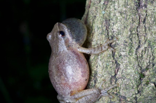 A small frog clings to the side of a tree trunk, showcasing its smooth skin and large eyes.