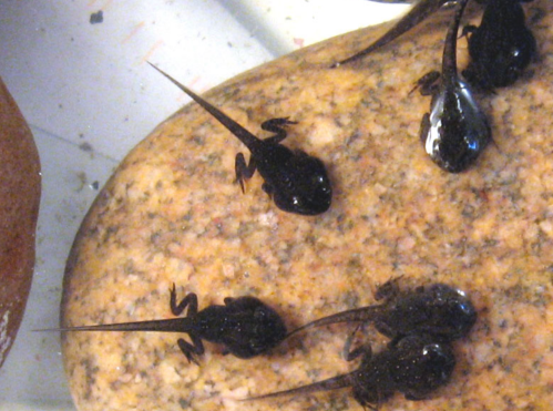 Several small black tadpoles with tails resting on a smooth, textured rock in shallow water.