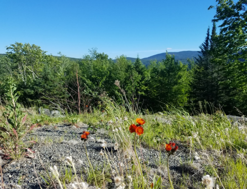 A vibrant red flower stands among green grass and shrubs, with a clear blue sky and distant mountains in the background.