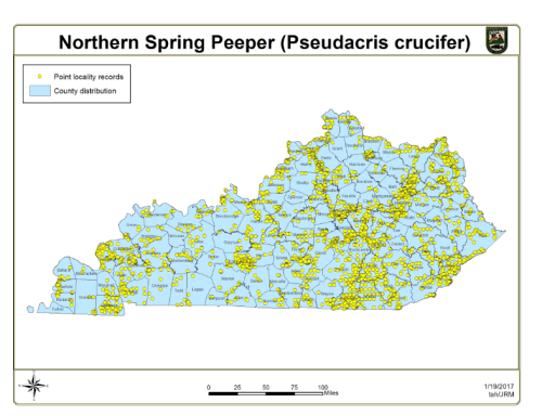 Map showing the distribution and locality records of the Northern Spring Peeper (Pseudacris crucifer) in Kentucky.