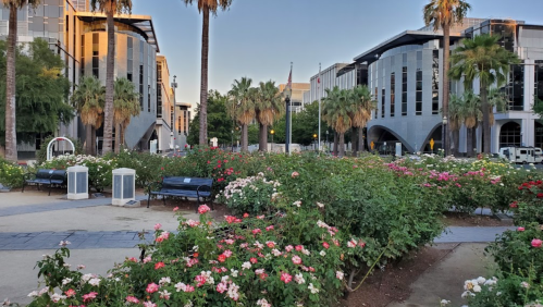 A park with blooming rose bushes, benches, and modern buildings in the background, framed by palm trees.