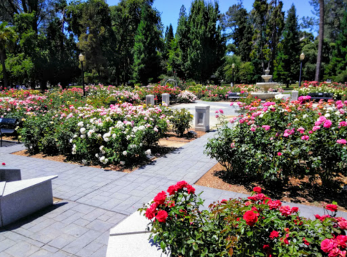 A vibrant rose garden with colorful blooms, pathways, and benches under a clear blue sky.