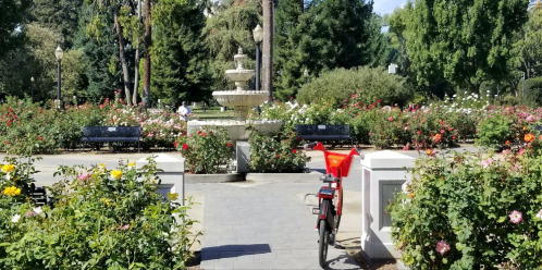 A park scene featuring a fountain surrounded by rose bushes and benches, with a bike parked nearby.