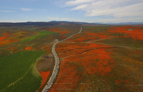Aerial view of a winding road through vibrant red poppy fields and green hills under a blue sky.
