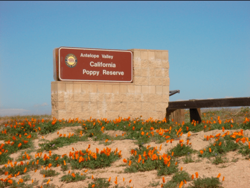 Sign for Antelope Valley California Poppy Reserve, surrounded by vibrant orange poppies under a clear blue sky.