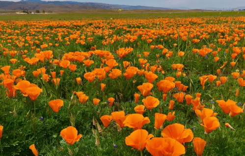 A vibrant field of orange poppies stretches across the landscape, with green grass and distant mountains in the background.