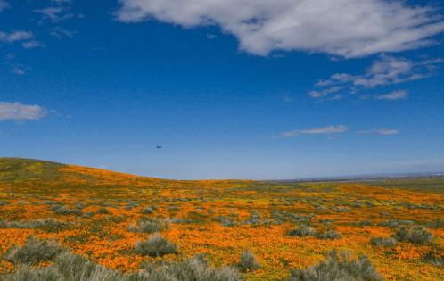 Vibrant orange poppy fields stretch across a hillside under a blue sky with scattered clouds.