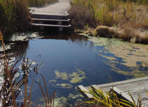 A wooden walkway leads over a calm pond surrounded by tall grasses and algae-covered water.