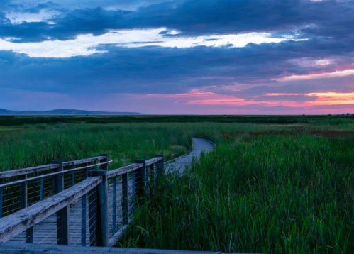 A wooden boardwalk winds through lush green marshland under a colorful sunset sky.