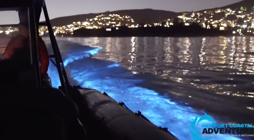 A boat glides through water at night, with glowing blue waves and city lights in the background.