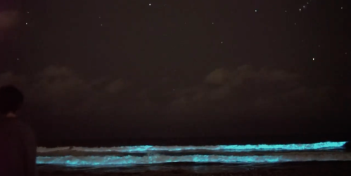 A person stands on a beach at night, gazing at bioluminescent waves and a starry sky.