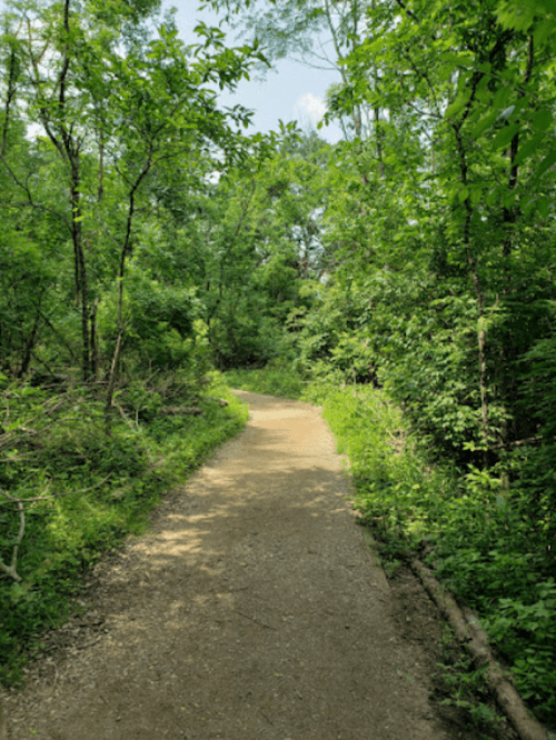A winding dirt path through a lush green forest, surrounded by trees and foliage on both sides.