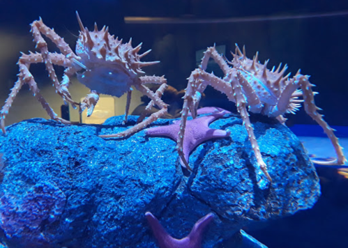 Two spiky crabs on a rock, surrounded by blue lighting and a starfish in the background.