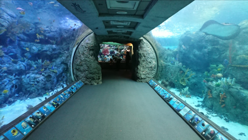 A tunnel in an aquarium with vibrant underwater scenes and visitors observing marine life through large glass panels.