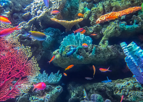 Vibrant underwater scene with colorful coral and various small fish swimming among the reefs.