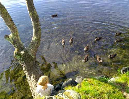 A child sits by a tree near a calm lake, watching ducks swim in the water.