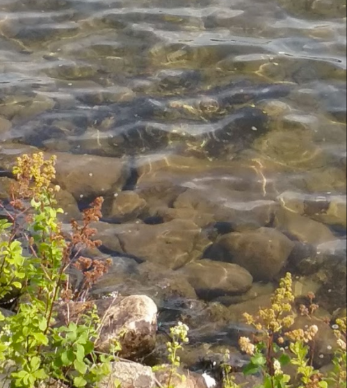 Clear water over smooth stones, with small plants along the shore. Sunlight creates ripples on the surface.
