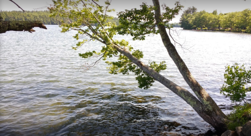 A tree leans over a calm lake, surrounded by greenery and gentle ripples on the water's surface.
