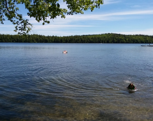 A calm lake surrounded by trees, with a person swimming and a float in the distance under a clear blue sky.