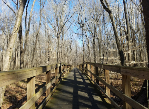 A wooden bridge stretches through a forest of bare trees under a clear blue sky.