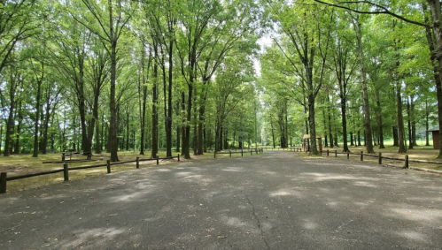 A serene pathway through a lush green forest, lined with tall trees and wooden fences on either side.