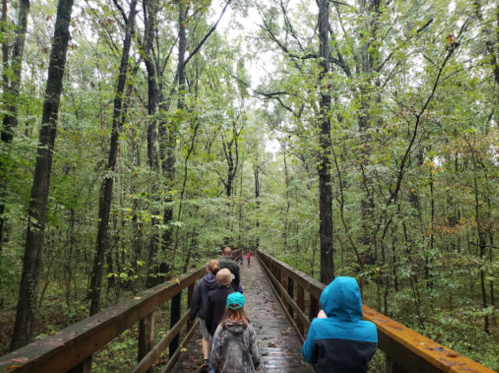 A group of children walking on a wooden path through a lush, green forest on a rainy day.