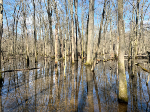 A serene flooded forest with bare trees reflecting in calm water under a clear blue sky.